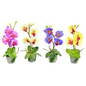 Pianta di Orchidea...
