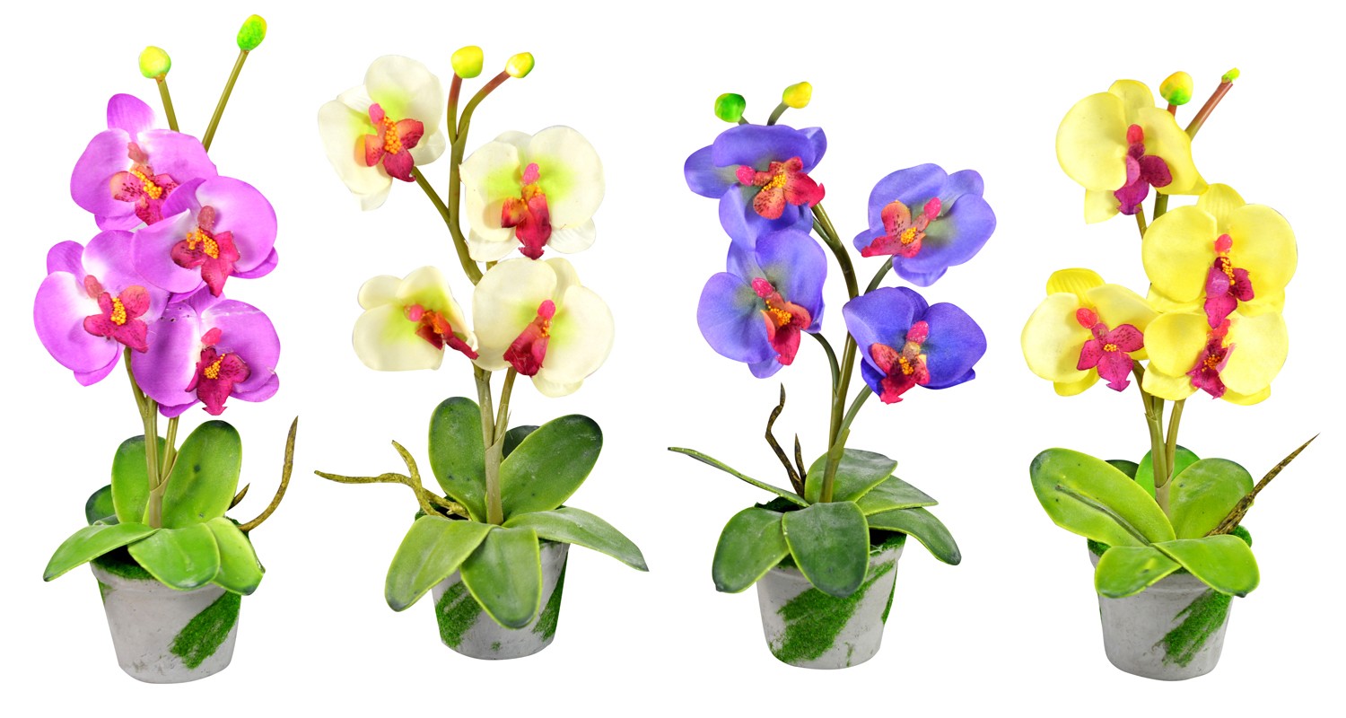 Plante d'Orchidée...