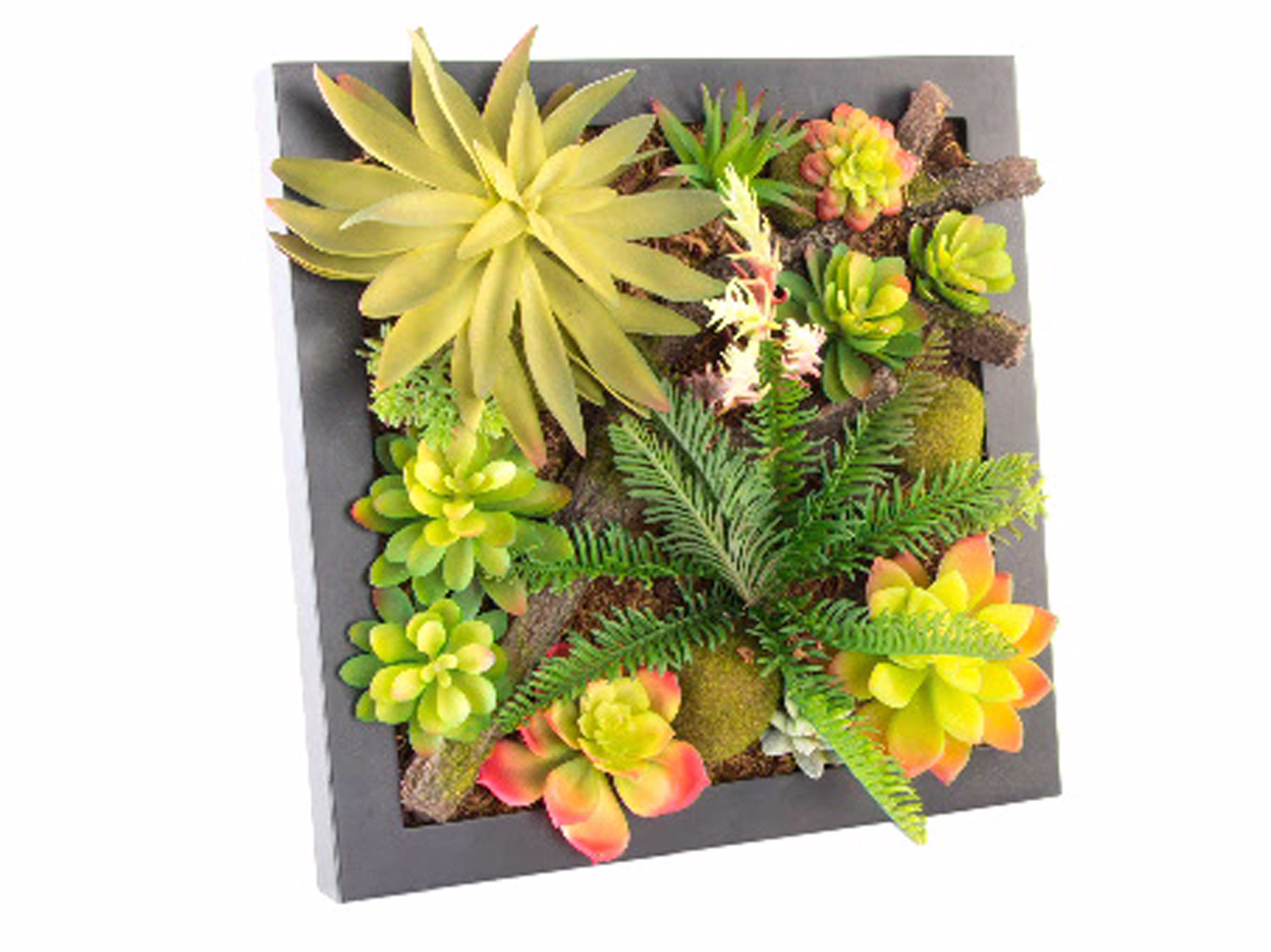 Plant Wooden table or Wall