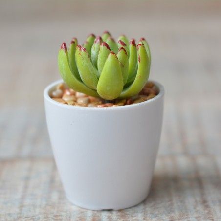 Planta Artificial con Maceta Cerámica Natural Color Blanco para Decoración