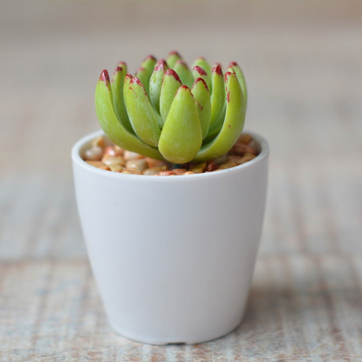 Artificial plant with Pot Ceramic Natural White Color for Decoration