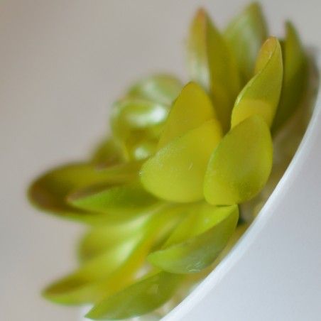 Artificial plant with Pot Ceramic Natural White Color for Decoration