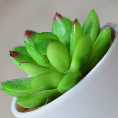 Artificial plant with Pot Ceramic Natural White Color for Decoration