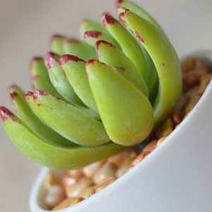 Artificial plant with Pot Ceramic Natural White Color for Decoration