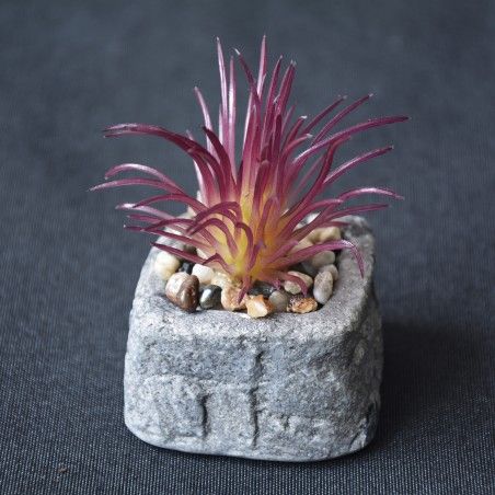 Planta de Cactus artificial inspiradora con maceta de piedra natural en Set Estilo Zen. - Hogar y más