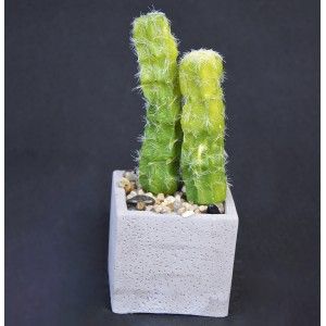 Pianta del Cactus artificiale realistica con vaso di pietra naturale Set di 2 Stile Naturale. - Casa e altro ancora