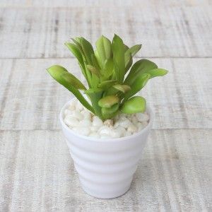 Cactus artificial para decoración con maceta blanca  - Pack de 3 - Diseño Moderno - Hogar y más