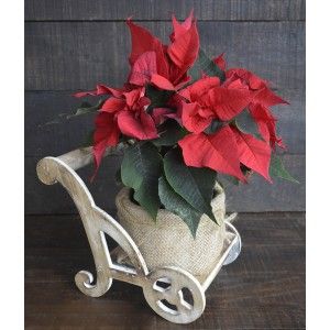 Planter for poinsettia/Christmas in Natural Wood and Patina White. Original/Vintage 18X22 cm-Hogarymas-