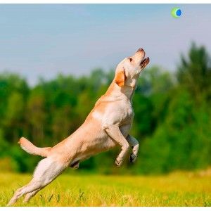 Lanzador de pelota para Perros, Tres colores diferentes 36cm