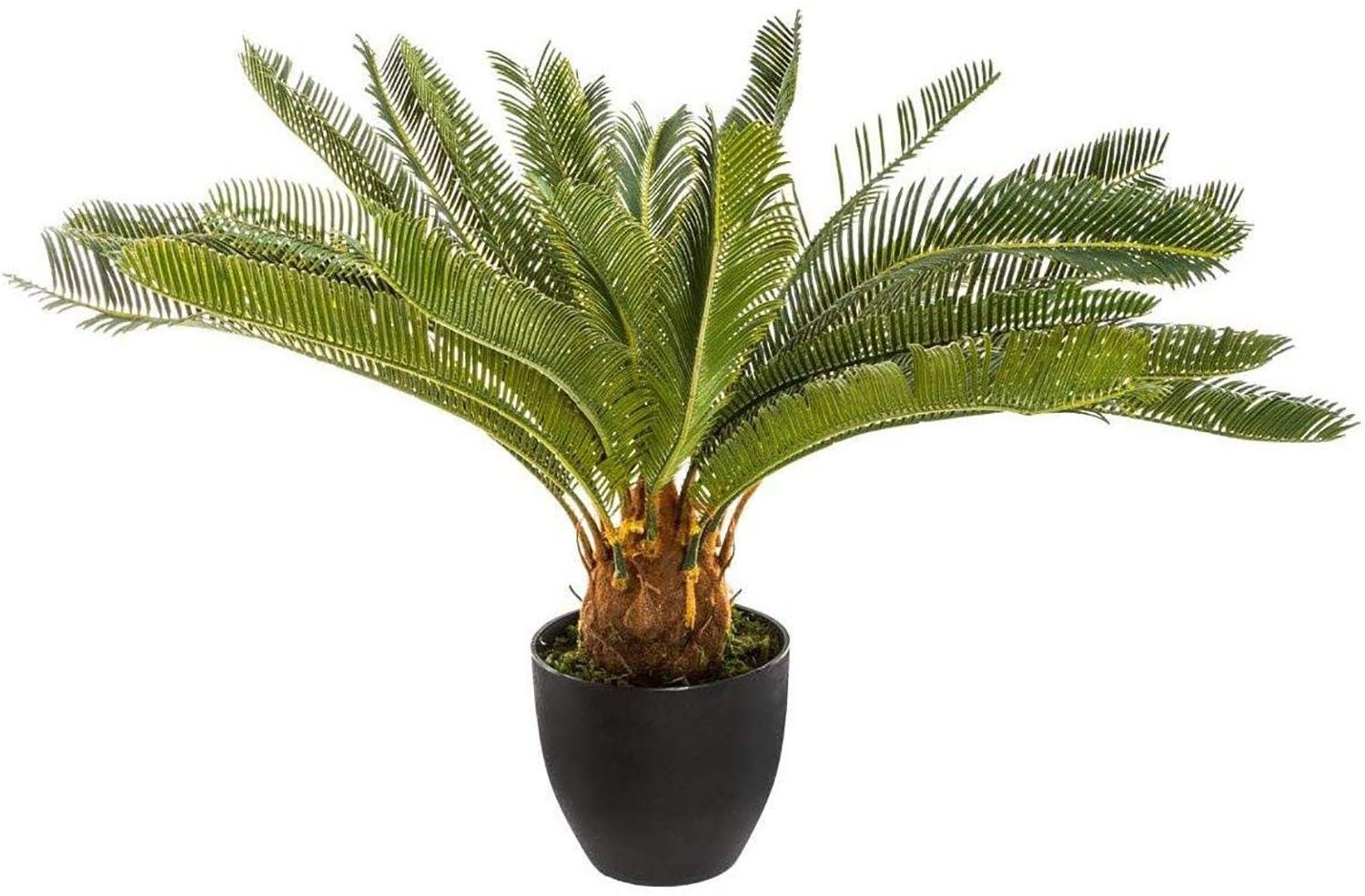 PLANTA