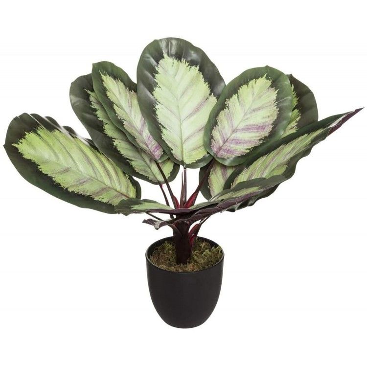 PLANTA DECORATIVA TROPICAL  CALATHEA