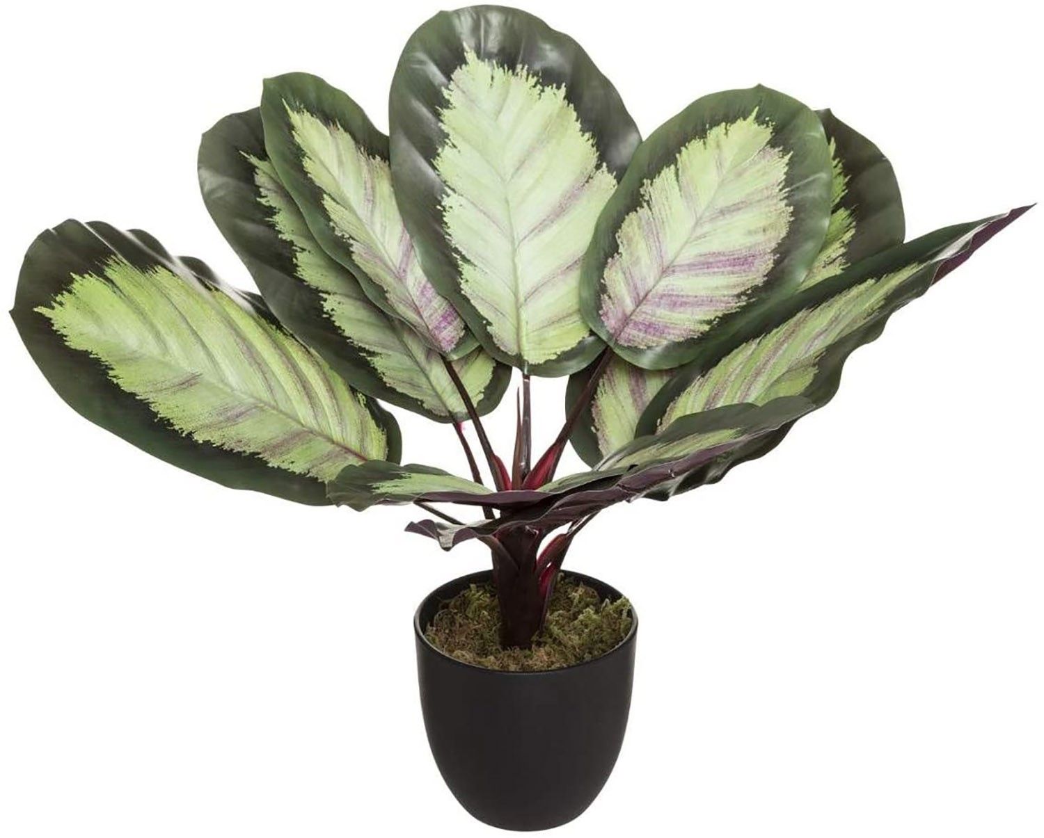 PLANTA