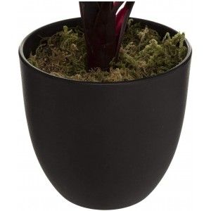 PLANTA DECORATIVA TROPICAL  CALATHEA