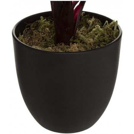 PLANTA DECORATIVA TROPICAL  CALATHEA