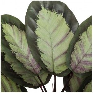 PLANTA DECORATIVA TROPICAL  CALATHEA