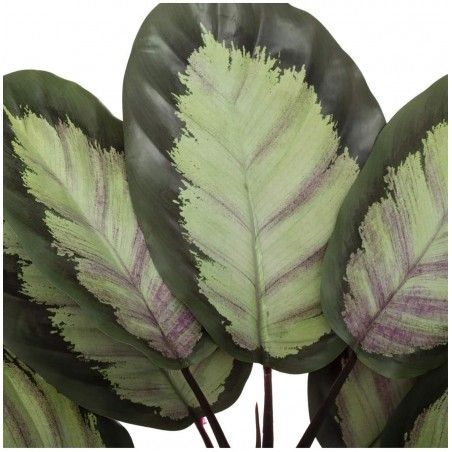 PLANTA DECORATIVA TROPICAL  CALATHEA