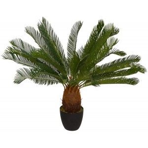 PLANTA