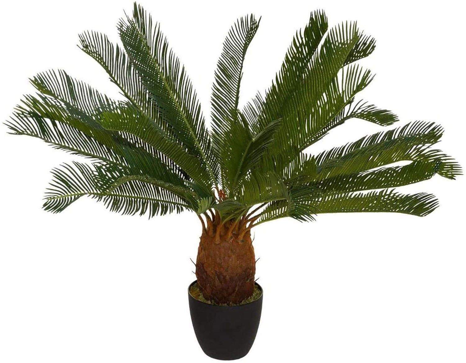 PLANTA