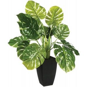 PLANTA