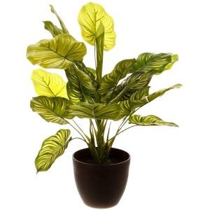 PLANTA TROPICAL DECORATIVA
