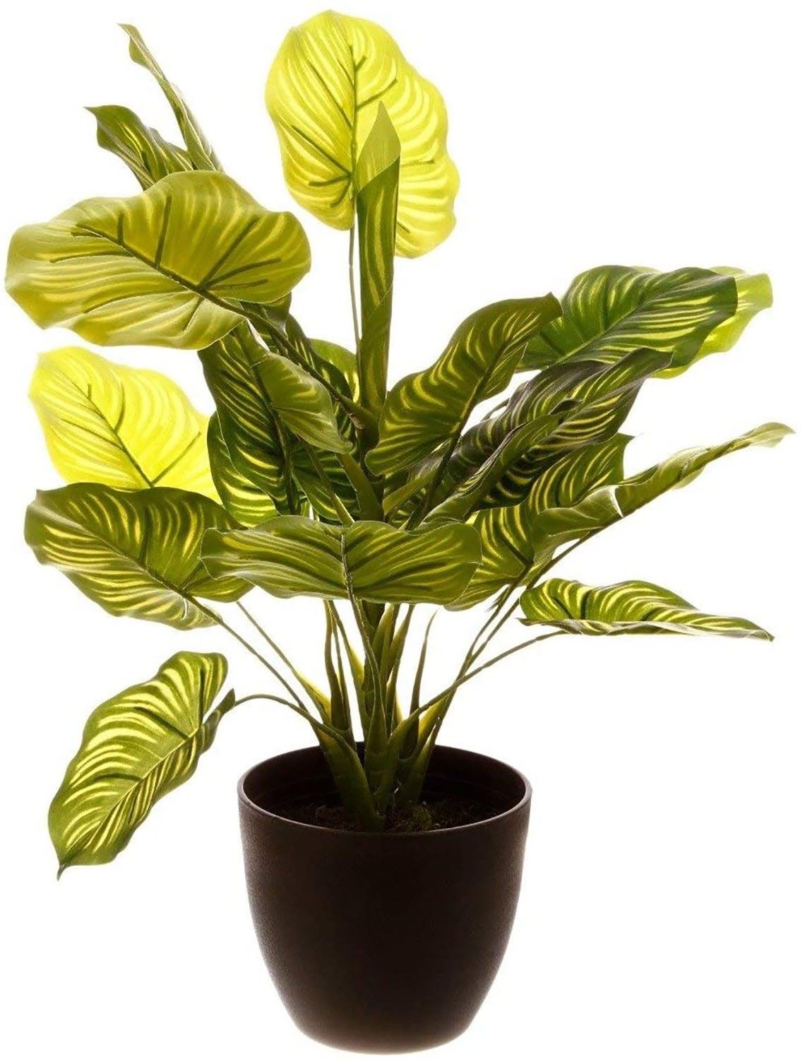 PLANTA