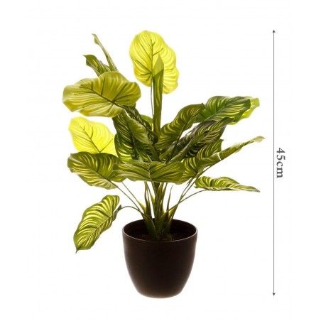 PLANTA TROPICAL DECORATIVA