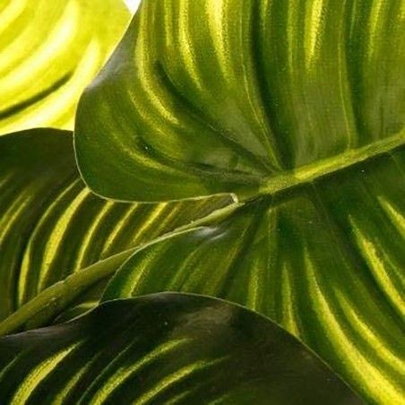 PLANTA TROPICAL DECORATIVA
