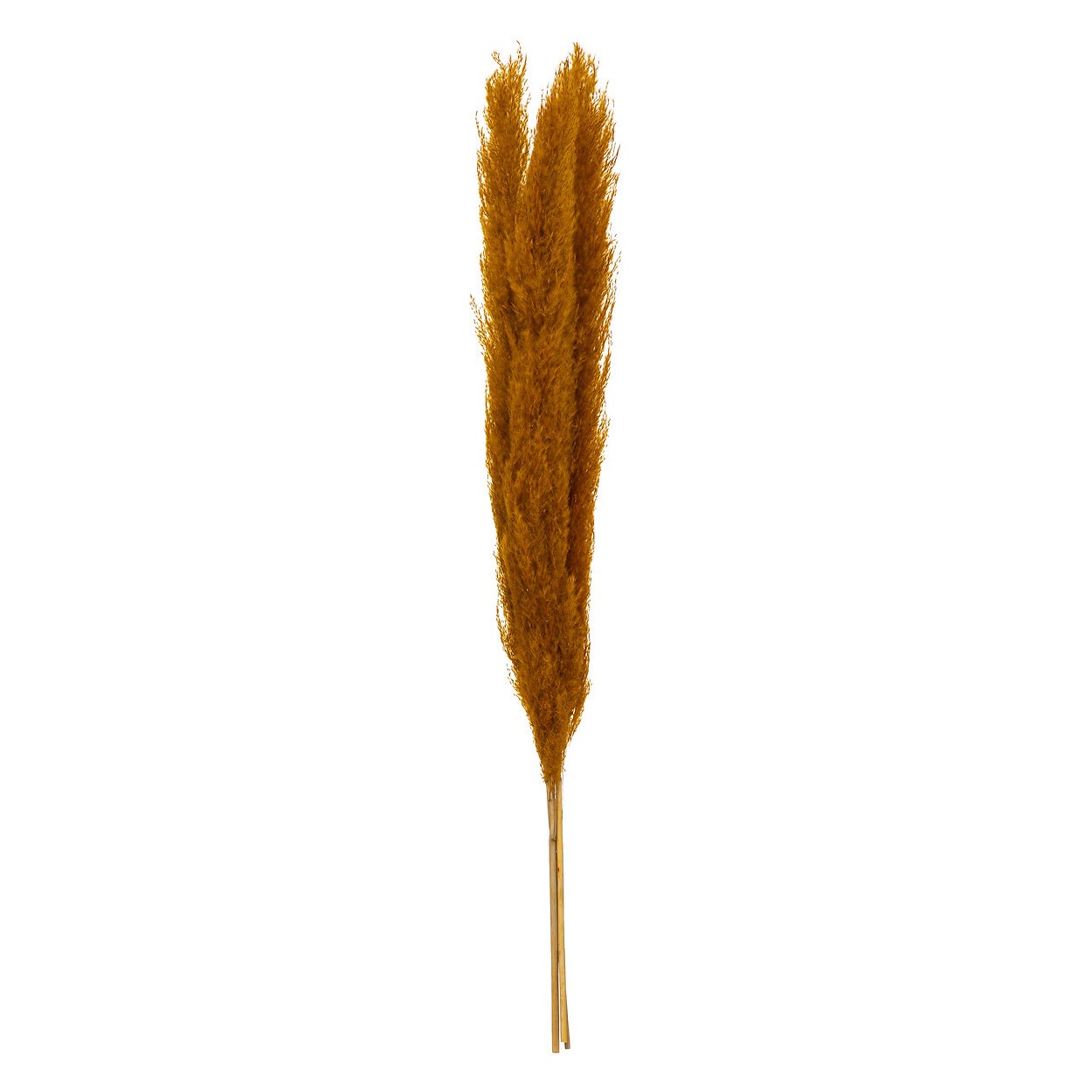 pampa natural decoracion ocre flores secas.