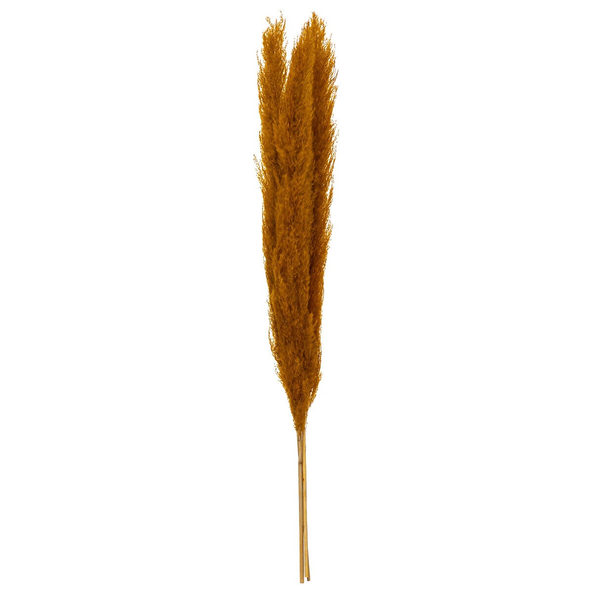 PAMPA NATURAL DECORACIÓN...
