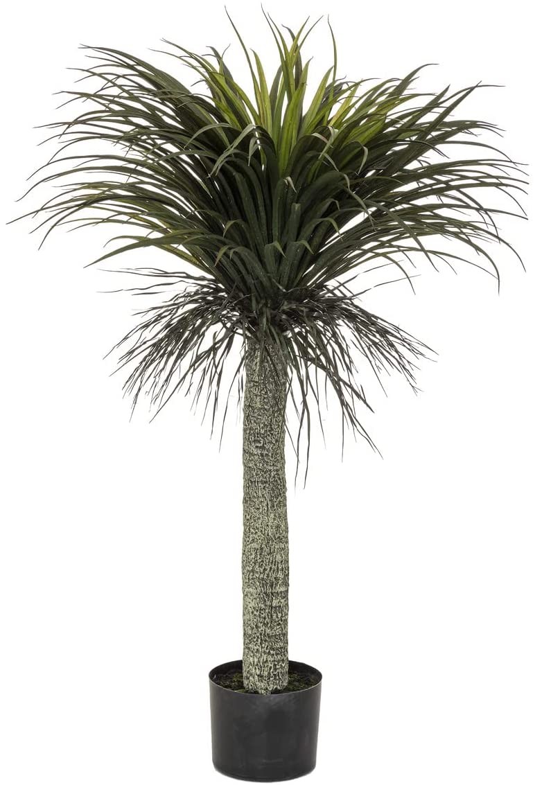 PALMERA YUCA ÁRBOL...