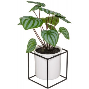 PLANTA DECORATIVA...