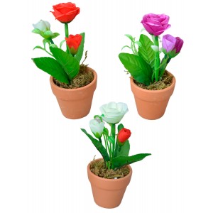 copy of Plantes...