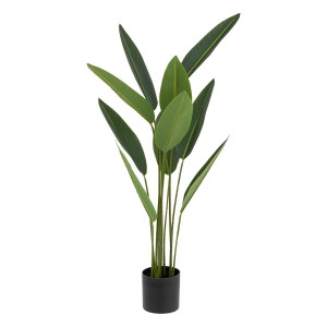 PLANTA STRELITZIA...