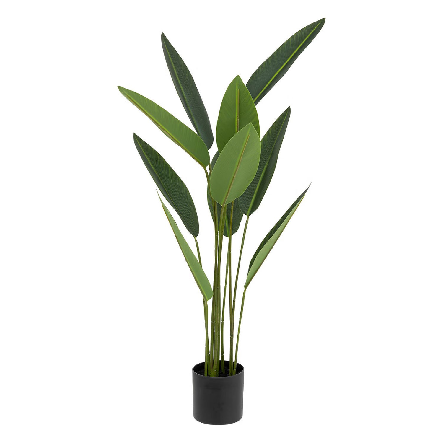 PLANTA STRELITZIA...
