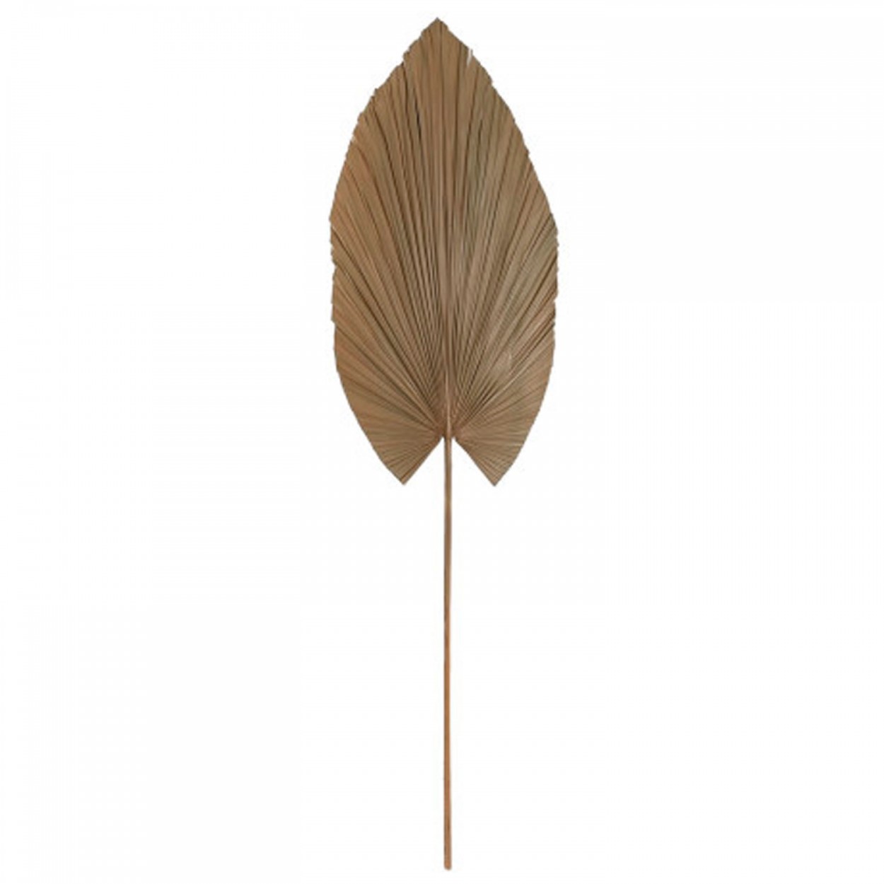 RAMA PALMERA HOJA DECORATIVA NATUR 35X1X120CM